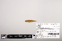 Notropis percobromus image