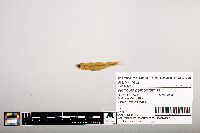 Notropis percobromus image