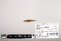 Notropis percobromus image