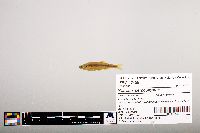 Notropis percobromus image