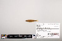 Notropis percobromus image