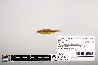 Notropis percobromus image