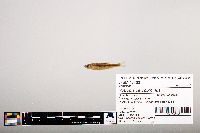 Notropis percobromus image