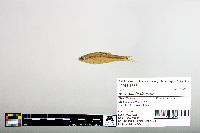 Notropis hudsonius image