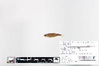 Cyprinella pyrrhomelas image