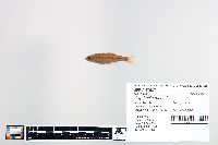 Cyprinella trichroistia image