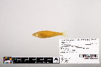 Notropis hudsonius image