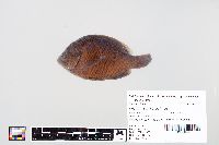 Lepomis macrochirus image