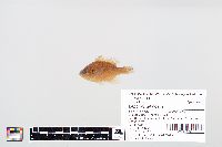 Lepomis gibbosus image