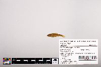 Notropis heterolepis image