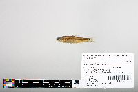 Notropis hudsonius image