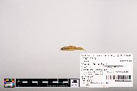 Notropis heterolepis image