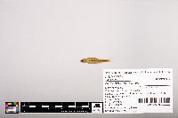 Notropis heterolepis image