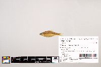 Notropis stramineus image