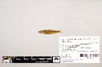 Notropis stramineus image