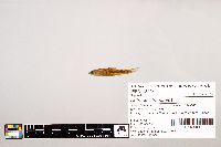 Notropis stramineus image