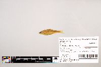 Notropis stramineus image