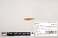 Notropis stramineus image