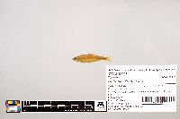 Notropis stramineus image