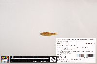 Notropis stramineus image