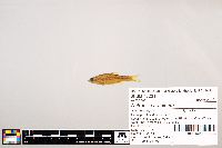 Notropis stramineus image