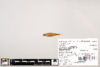 Notropis stramineus image