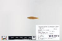 Cyprinella spiloptera image