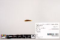 Image of Notropis potteri