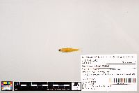 Notropis stramineus image