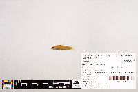 Image of Notropis sabinae