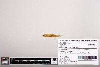 Notropis jemezanus image
