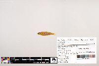 Notropis stramineus image