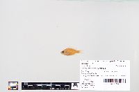 Lepomis macrochirus image