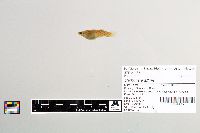 Gambusia affinis image