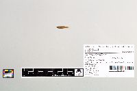 Gambusia affinis image