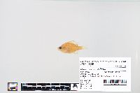 Lepomis macrochirus image