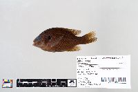 Lepomis gibbosus image