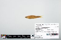 Notropis atherinoides image