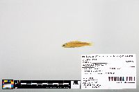 Notropis blennius image