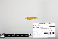 Notropis blennius image