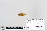 Lepomis gibbosus image