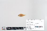 Lepomis humilis image