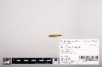 Notropis heterolepis image