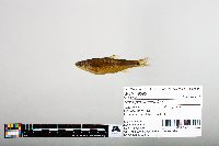 Notropis hudsonius image