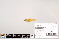 Notropis stramineus image