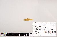 Notropis stramineus image