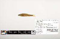 Phenacobius crassilabrum image