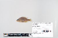 Lepomis humilis image