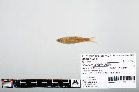 Notropis atherinoides image