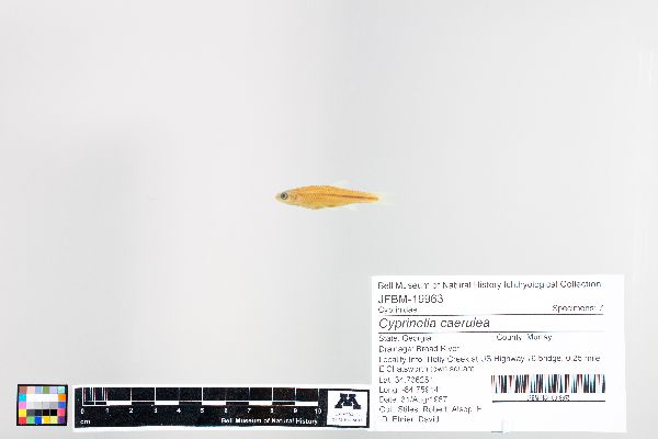 Cyprinella caerulea image
